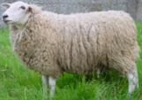<p>welk type schaap is dit </p>