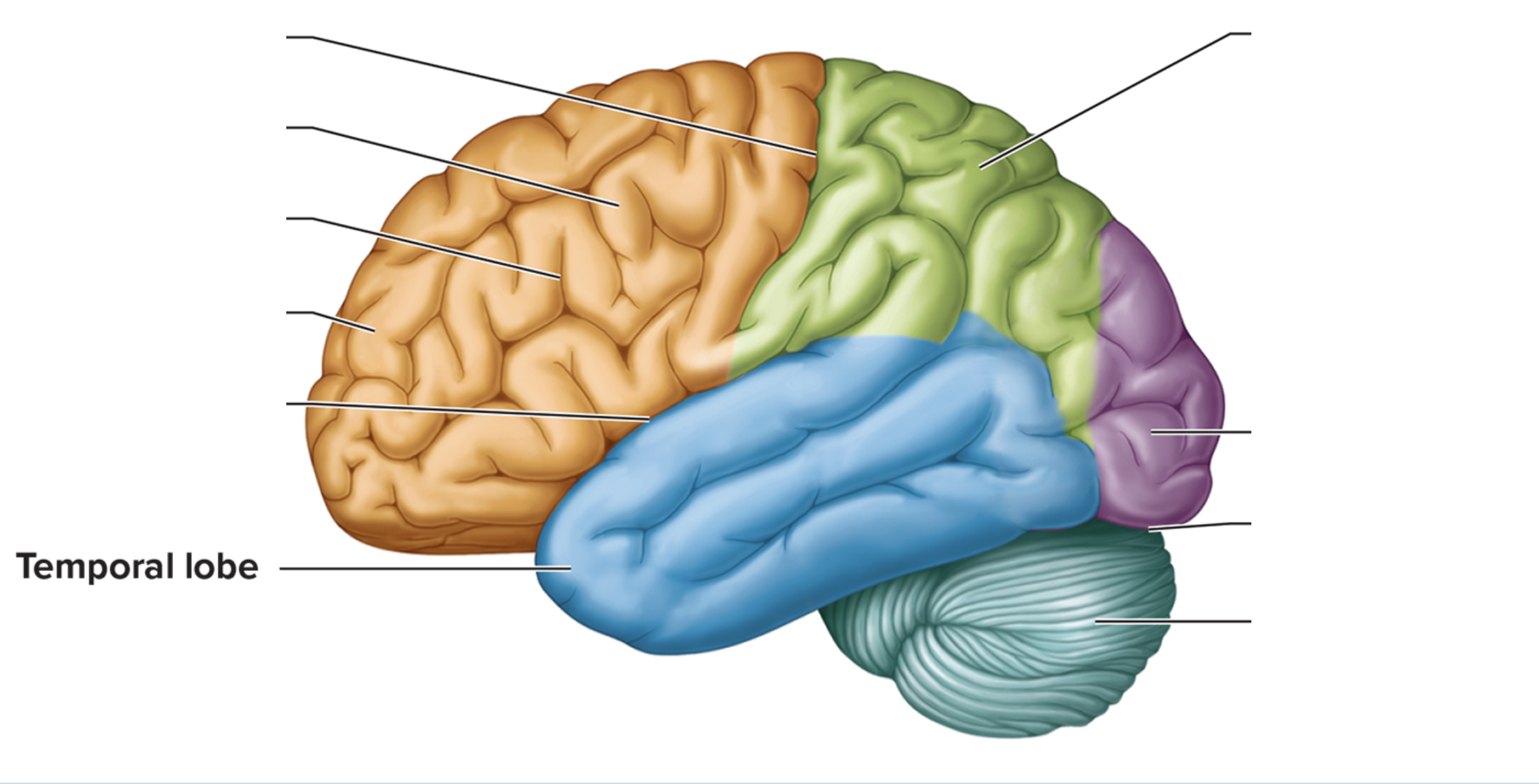 <p><strong>Location: Sides of brain near ears; Function: Hearing</strong></p>