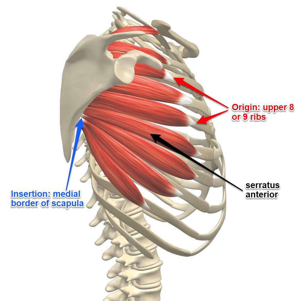 <ul><li><p><strong>origin: </strong>lateral surface of ribs 1-8 </p></li><li><p><strong>insertion: </strong>anterior surface of medial border of scapula</p></li><li><p><strong>main actions: </strong>lateral rotation, protraction, holds scapula against ribcage </p></li><li><p><strong>innervation: </strong>long thoracic </p></li></ul><p>(if connecting to lat. and is flush against rib; lat. dorsi doesn’t move scapula, but serratus anterior does) </p><p></p>