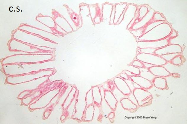 <p>grantia (scypha old name) cross</p>