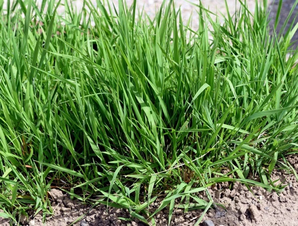<p>Plazeča pirnica-Elytrigia repens</p>