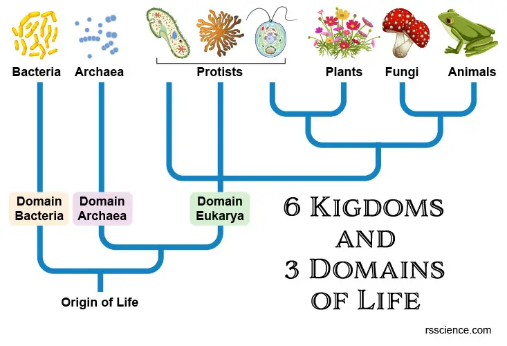 <ul><li><p class="Paragraph SCXW176620934 BCX0" style="text-align: left;"><span style="line-height: 16.2167px;">Prokaryotes have been around for much longer than eukaryotes. Within prokaryotes archaea and bacteria are evolutionary very different classes of microorganisms&nbsp;</span></p></li></ul><ul><li><p class="Paragraph SCXW176620934 BCX0" style="text-align: left;"><span style="line-height: 16.2167px;">It is thought eukaryotes have arose through the internalisation of bacteria by archaea – so are a combination of the different groups.&nbsp;&nbsp;</span></p></li></ul><p></p>