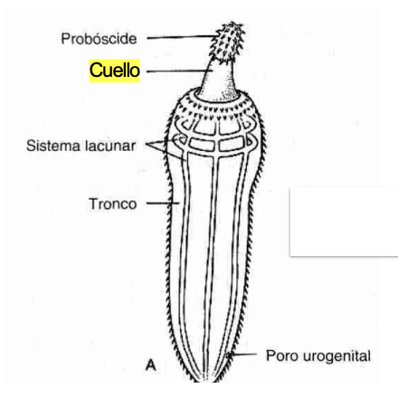 <p><strong>FILO </strong>Rotífera<br><strong>CLASE </strong>Hemirotatoria<br><strong>SUBCLASE </strong>Acanthocephala<br><strong>GÉNERO </strong><em><u>Macracanthorhynchus hirudinaceus</u></em><br><strong>CARACTERÍSTICAS </strong>Prosbóscide con gancho, parásito intestinal.<br>Macho: pequeño // Hembra: grande</p>