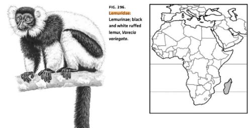 <p>Infraclass Eutheria</p><p>Order Primates</p><p>Suborder Strepsirrhini</p><p>Lemurs</p>