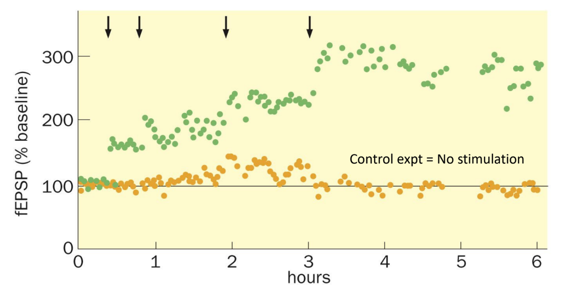 <p><strong><u>tetanus </u></strong>— a <u>brief, high frequency </u>(tetanic) stimulation</p><ul><li><p>yes, a tetanus can induce a LTP/enhancement of the post- response</p></li></ul><p>_</p><p>fEPSP is a field EPSP (aka <u>collective synaptic strength of multiple neurons</u>)</p><div data-type="horizontalRule"><hr></div><p>(arrows point to where tetanus occurs)</p>