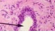 <p>identify structure in tongue</p>