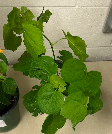 <ul><li><p>hibiscus like flower that never opens</p></li><li><p>herbaceous stem</p></li><li><p>alternating in a whorled fashion</p></li></ul><p></p>