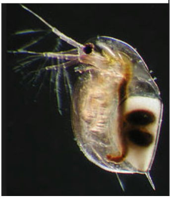 <p><strong><em><u>Daphnia</u></em></strong></p>