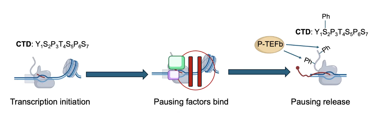 <p>Elongation factor <strong><em><u>P-TEFb</u></em></strong> phosphorylates the CTD of RNA Pol II to PROMOTE elongation. Releases the pausing of RNA Pol II, starts it again.</p><p>→ RNA Pol II pausing is used to load RNA Pol molecules on genes for RAPID INDUCTION.</p><p>→ Used for loading RNA Pol II before the RNA might be needed, thus allowing transcription to start quickly again once the mRNAs are actually needed.</p>