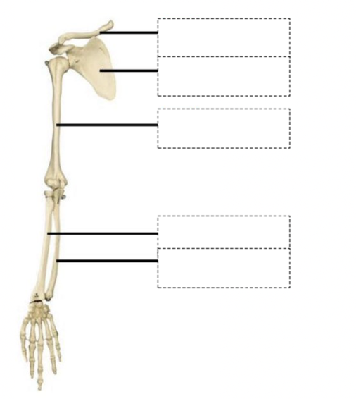 <p>Benoem de onderdelen van het <strong>appendiculaire gedeelte</strong> van de tractus locomotorius (skelet) van superior naar inferior. Benoem daarbij ook de delen van de hand van superior naar inferior.</p>