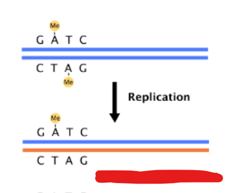 <p>What happens after DNA replication </p>
