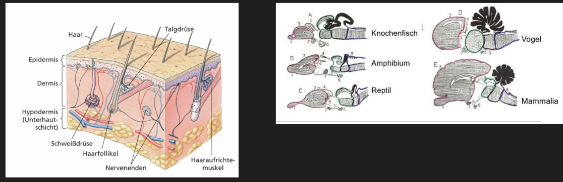 <ul><li><p>Integument mit Schweiß-, Duft-, Talg- und Milchdrüsen</p></li><li><p>Innere Befruchtung</p></li><li><p>Hochevolviertes Gehirn (besonders großer Neocortex) -> Erinnerungsvermögen, rasches Lernen neuer Situationen</p></li></ul><ul><li><p>Kernlose Erythrozyten</p></li></ul><p></p>