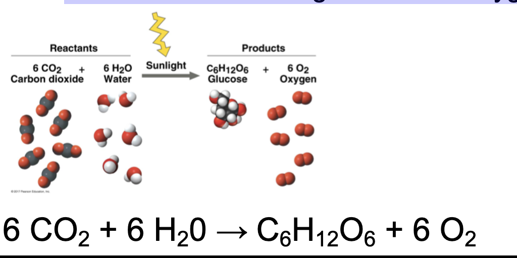 <p>___________ powers the conversion of <strong>carbon dioxide</strong> and <strong>water</strong> to <strong>glucose</strong> and <strong>oxygen</strong></p>