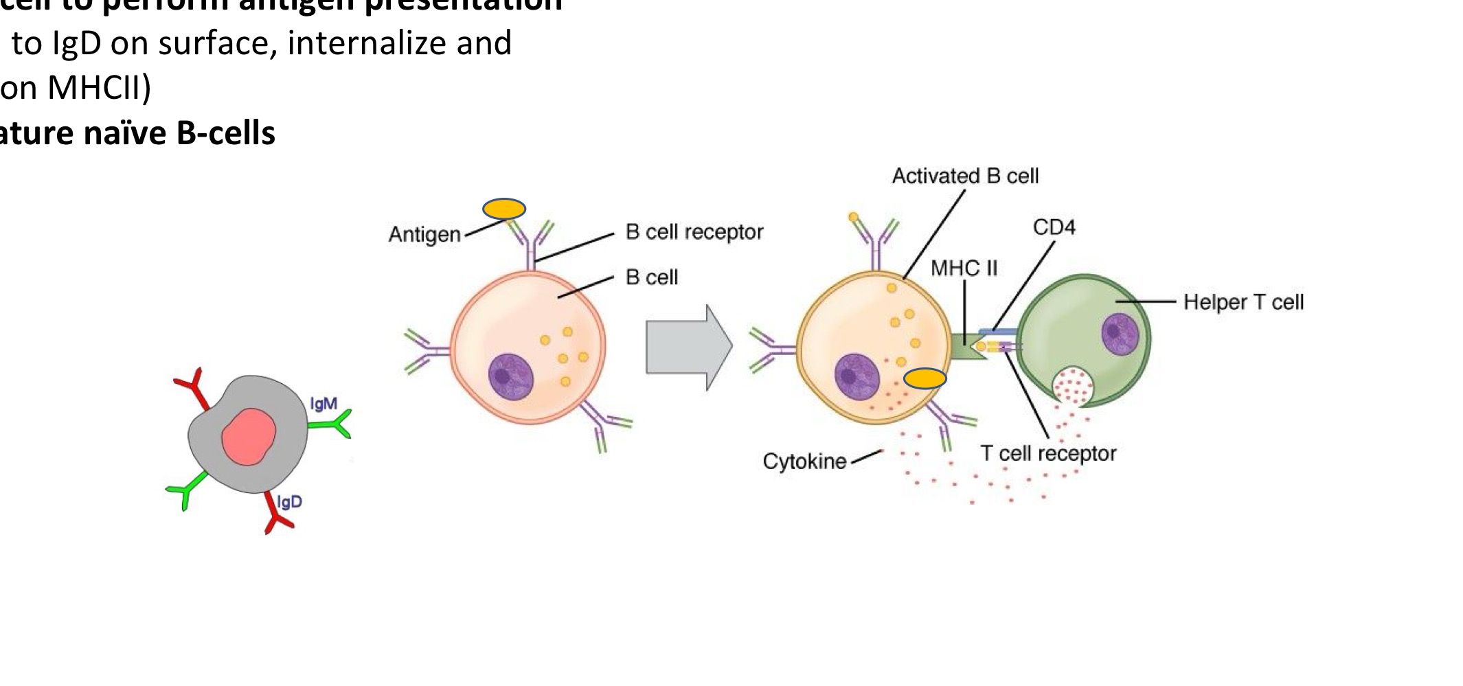 <ul><li><p><strong><u>IgD</u></strong><u>:</u></p><ul><li><p><strong>B-cell receptor</strong></p></li><li><p><strong>For B-cell recognition + activation</strong></p></li><li><p><strong>Allows for B-cell to perform antigen presentation</strong></p></li><li><p>(Bind antigen to IgD on surface, internalize + digest, place on <strong>MCH II</strong>)</p></li><li><p><strong>Higher on mature naive B-cells</strong></p></li></ul></li></ul><p></p>