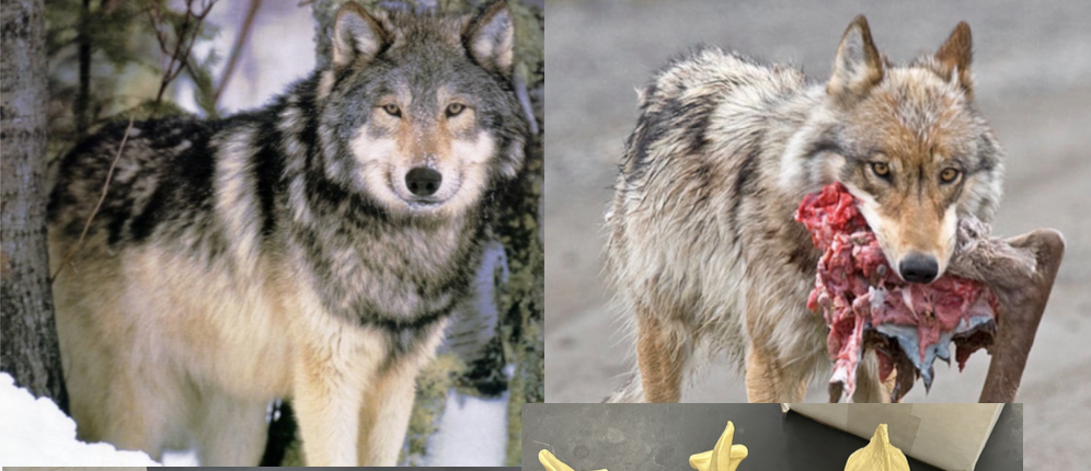 <p>What is the scientific name?</p>