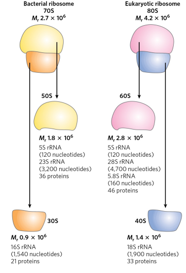 <p>they have an overall similar structure. However, eukaryotic ribosomes are larger (around 80S) and more complex than bacterial ribosomes, and have 2 subunits (60S and 40S on average), while bacterial are smaller (around 70S), and have 2 subunits (50S and 30S). Chloroplasts and mitochondria have simpler ribosomes than bacteria. </p>