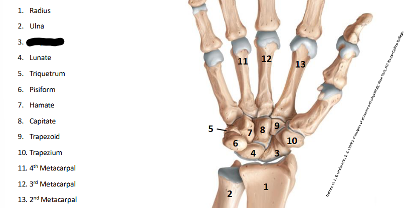 <p>What are the landmarks within <strong>Wrist/Hand?</strong></p>