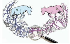 <p>Shared chorioallantoic membranes</p><p>Testicles of male twin develop prior to female</p><p>Leads to production of anti-mullerian hormone (AMH)</p><p>AMH affects female repro tract and inhibits development of duct systems of female</p><p>But not always the ovaries</p>
