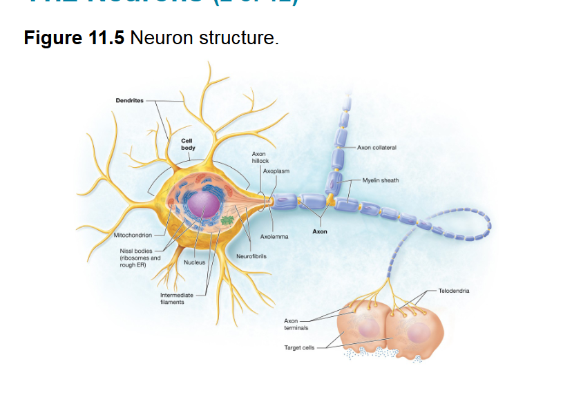 <p><span style="background-color: transparent;">Can generate and conduct Action potentials sending messages to other neurons contains axon hillock, axon collaterals, telodendria, axon terminals / synaptic knobs,&nbsp; Axolemma,&nbsp; axoplasm</span></p>