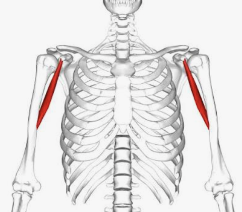 <p>Which muscle is this?</p>