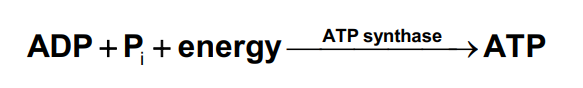 <p>couples the energy from electron transport to the synthesis of ATP from ADP.</p>