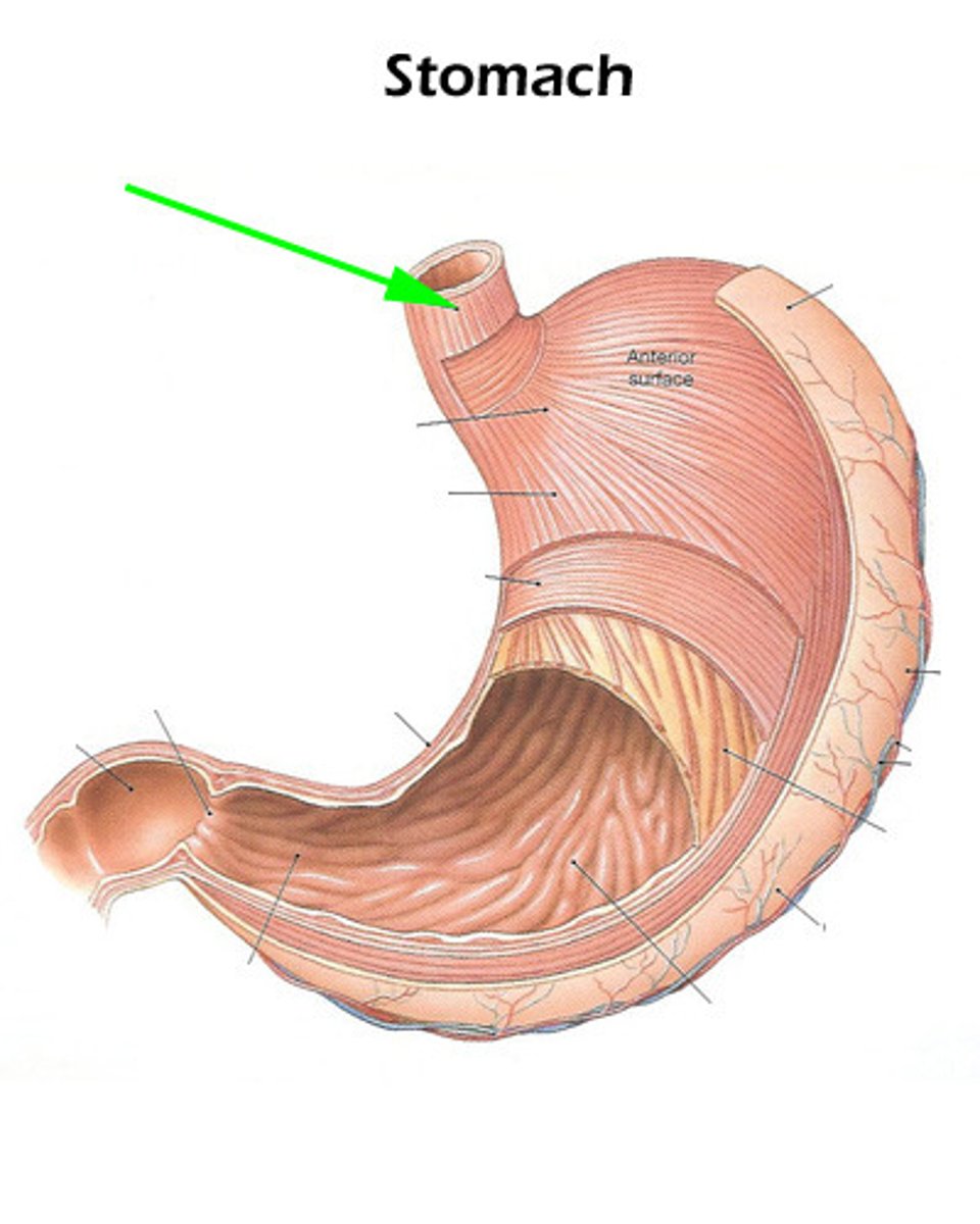 knowt flashcard image
