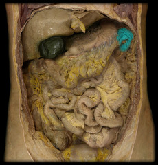 <p>identify the structure</p>