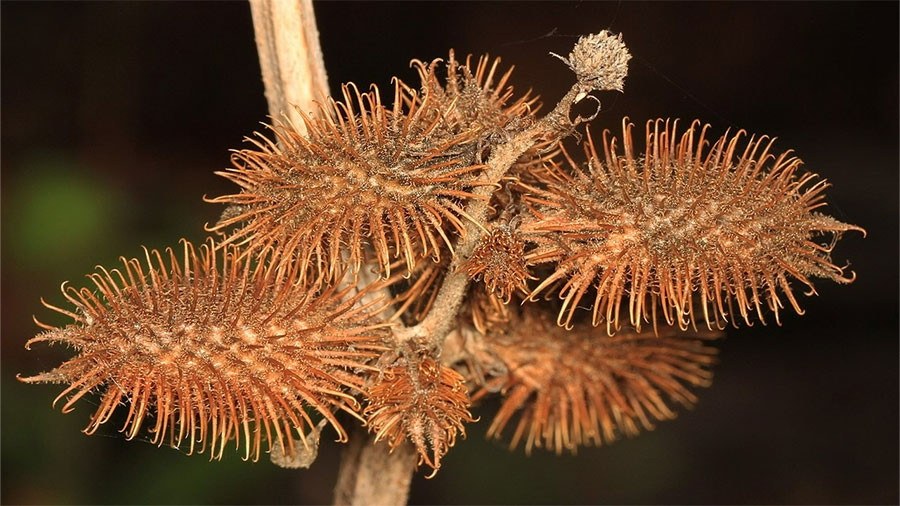 <p>Identify the weed</p>