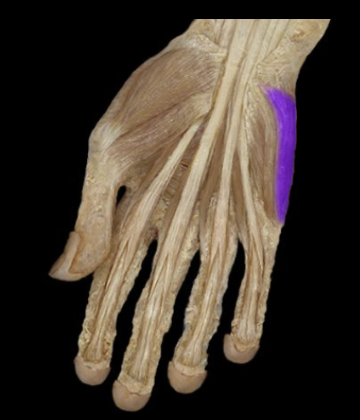 <p>What the highlighted structure is acting on the <strong><mark data-color="#28a936" style="background-color: rgb(40, 169, 54); color: inherit;">Hypothernar Group</mark>.</strong> What muscle is this called?</p>
