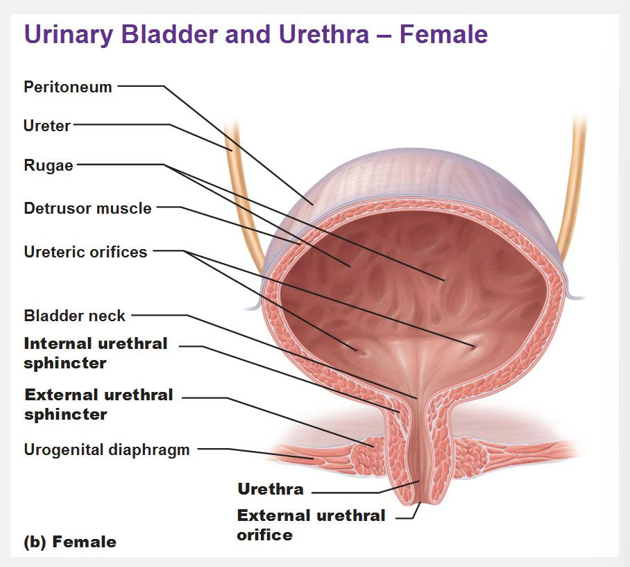<p>Common features of <strong>the bladder</strong> in both men and women</p>
