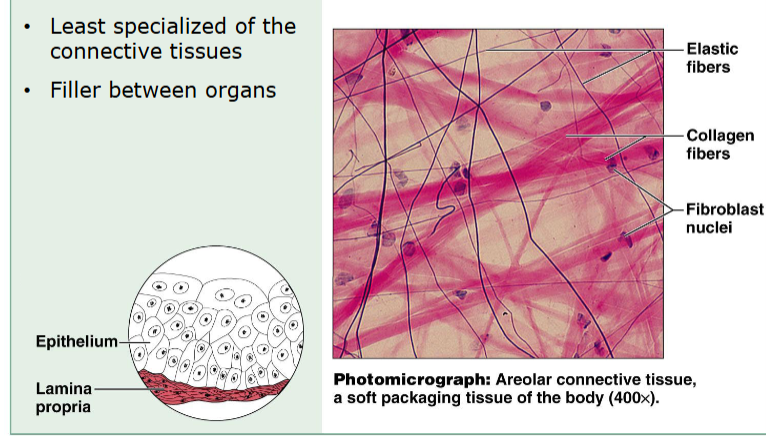 <p>least specialized</p><p>filler between organs</p><ul><li><p>elastic, collagen fibers</p></li><li><p>fibroblast nuclei</p></li></ul><p></p>