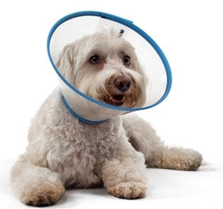 <p>e collar</p>