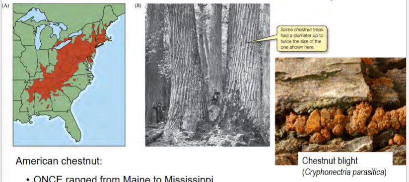 <p>chestnut blight (a fungus) knocked American chestnut abundance from 3 million to ~100 in <30 years</p><p>importance: American chestnut once ranged from Maine to Mississippi (~25-30% of all hardwoods in PA)</p><p>nuts were very important for wildlife</p>