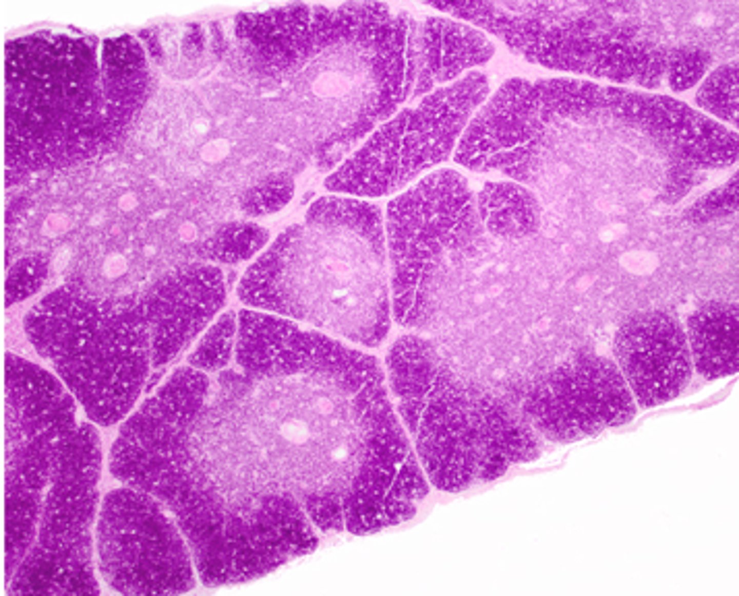 <p>What is this histology slide showcasing?</p>