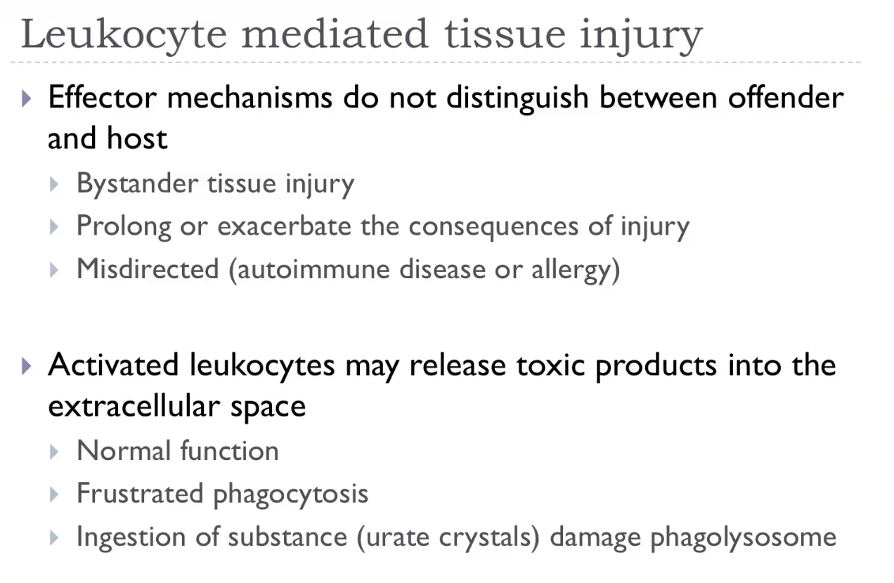 <p>Leukocyte‑mediated tissue injury occurs when activated neutrophils and macrophages release their <strong>toxic killing mechanisms</strong>—such as <strong>reactive oxygen species</strong>, <strong>reactive nitrogen species</strong>, <strong>proteases</strong>, and <strong>lysosomal enzymes</strong>—into the surrounding tissue instead of just into phagosomes. This “collateral damage” happens when leukocytes are <strong>overactivated</strong>, when the stimulus is <strong>persistent</strong>, or when they cannot fully ingest the target (like immune complexes or large parasites). As a result, the same mechanisms used to kill microbes end up <strong>damaging host cells</strong>, causing inflammation, necrosis, and worsening disease. This process underlies many conditions, including <strong>abscess formation</strong>, <strong>autoimmune diseases</strong>, <strong>asthma</strong>, and <strong>chronic inflammatory disorders</strong>.</p>