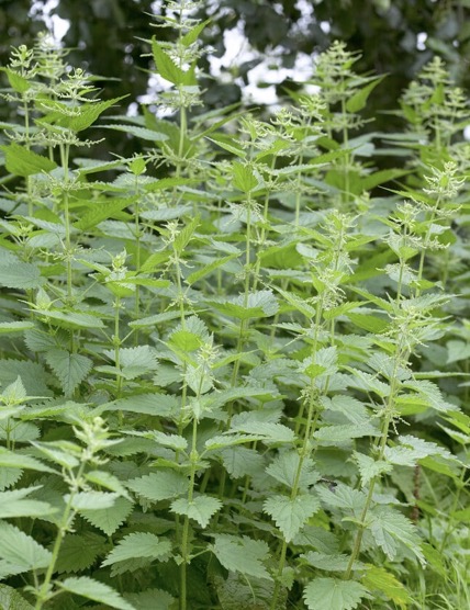 <p>Urtica dioica height</p>