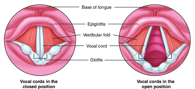 <p>function of vestibular folds </p>