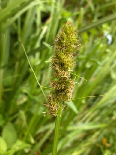 <p>Triangular flower stem, clumped stars, bulky</p>