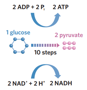 <ul><li><p>glycolysis - in the cytosol, 1 glucose (6C) is broken down into 2 pyruvate molecules (3C). during this complicated process, glucose is partially oxidised (loses electrons + H<sup>+</sup>) + loses energy. NAD<sup>+</sup> is reduced (accepts these electrons + some H<sup>+</sup>), producing 2NADH, and 2 ADP + Pi capture the energy to produce 2 ATP. pyruvate + NADH are then transported and used in other stages to generate more ATP.</p></li><li><p>1 glucose (C<sub>6</sub>H<sub>12</sub>O<sub>6</sub>) → 2 pyruvate</p><ul><li><p>pyruvate molecules produced then transported to mitochondria matrix for krebs cycle, <span style="color: rgb(180, 180, 180);">where they are further broken down and modified.</span></p></li></ul></li><li><p>2NAD<sup>+</sup> + 2H<sup>+</sup> + 4e<sup>-</sup> → 2NADH</p><ul><li><p>hydrogen and electrons inputs come from breakdown of glucose</p></li><li><p>NADH produced is then transported to the mitochondria for ETC</p></li></ul></li><li><p>2 ADP + 2Pi → 2 ATP.</p><ul><li><p>ATP produced can then be used for energy.</p></li></ul></li></ul><p></p><p>inputs + outputs (draw as table)</p><ul><li><p>inputs</p><ul><li><p>1 glucose</p></li><li><p>NAD<sup>+</sup></p></li><li><p>2 ADP + 2 Pi</p></li></ul></li><li><p>outputs</p><ul><li><p>2 pyruvate</p></li><li><p>NADH</p></li><li><p>2 ATP</p></li></ul></li></ul><p></p>