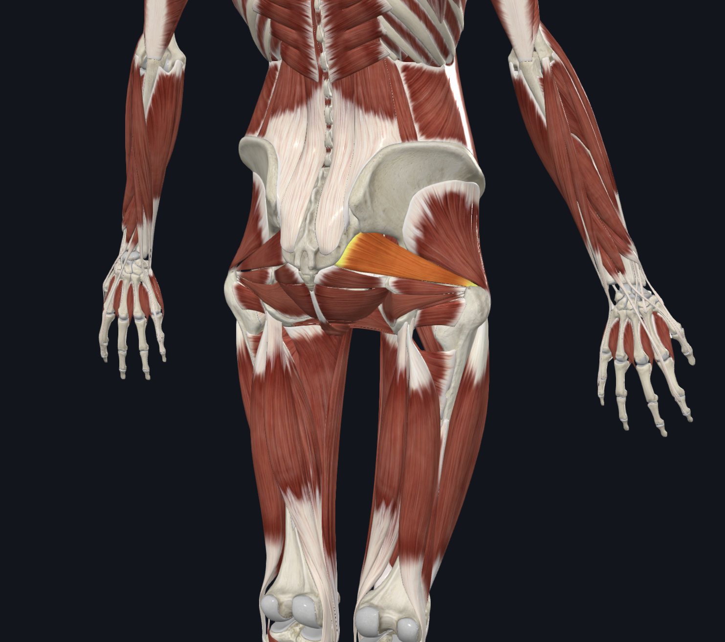 <p>Posterior view</p><p>Muscles</p>