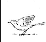 <ul><li><p class="MsoNormal"><strong>Sex:</strong> Male or female </p><ul><li><p class="MsoNormal"><strong>Description:</strong> The bird haltingly raises one or both wings, holds them open briefly, and then lowers them. The display may be repeated several times. </p></li><li><p class="MsoNormal"><strong>Context:</strong> Often seen when a bird is feeding on the ground. It is not known whether this behavior has a communicative function.</p></li></ul></li></ul><p></p>