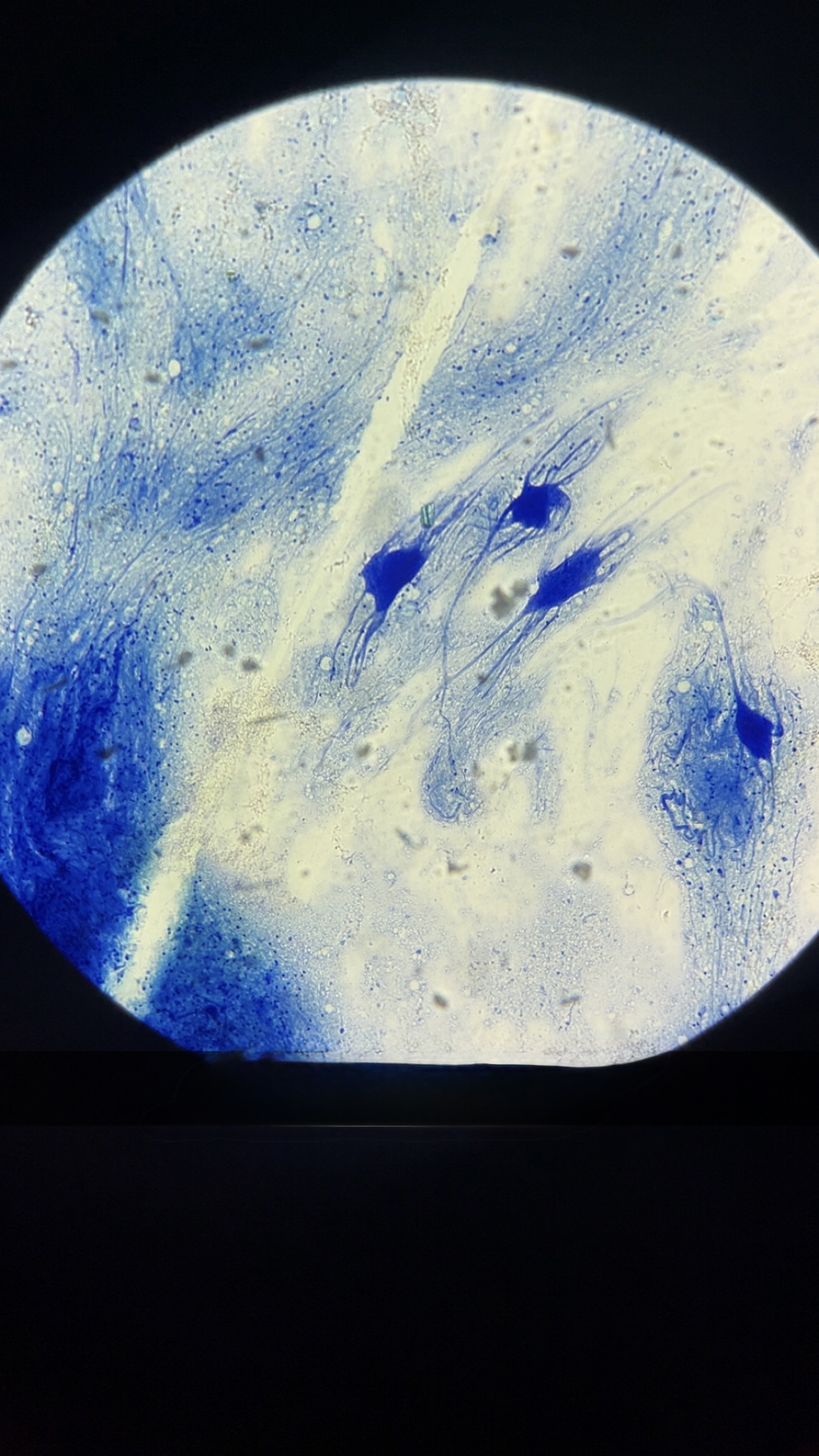 <p>what is this tissue </p>