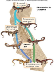 <p>Long-term geographic separation of members of a particular sexually reproducing species.</p>