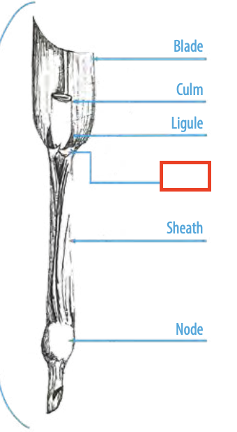 <ul><li><p><span><span>a small ear-like projection from the base of a leaf or petal</span></span></p></li></ul><p></p>