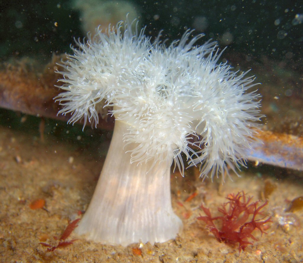 <p>What phylum, class, and genus is this?</p>