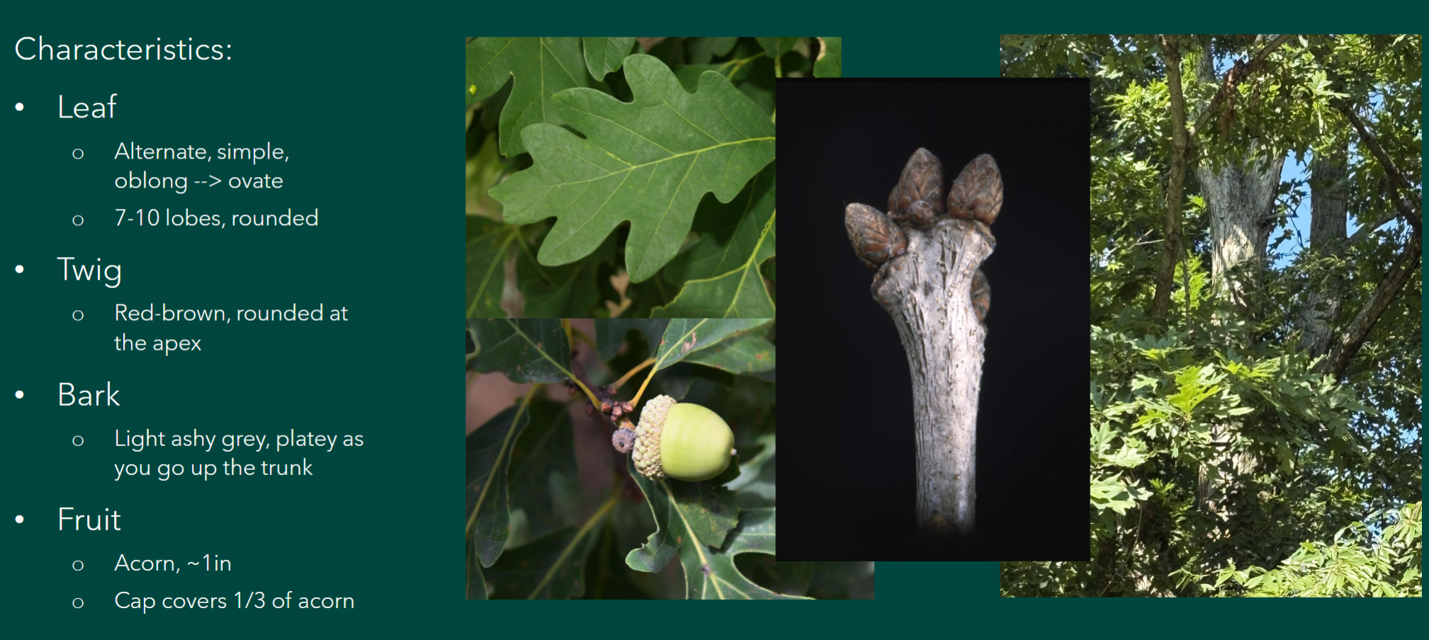 <p>Quercus alba</p>