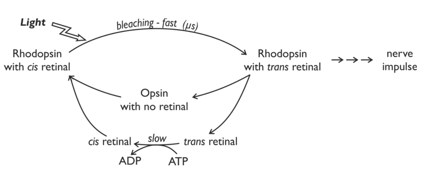 <p>Light-sensitive &amp; can exist in two isomeric forms (cis &amp; trans form):</p><ul><li><p>in the dark, retinal is in the cis form, but when it absorbs a photon of light, it quickly switches to the trans form, in a process called bleaching</p></li><li><p>rhodopsin with trans retinal changes shape to an unstable form that dissociates into opsin &amp; free retinal → the opsin initiates a cascade of chemical reactions in the rod cell that eventually cause an action potential to the brain</p><ul><li><p>(how to remember the difference: cis = “myst”erious → dark; so trans must be the opposite)</p></li></ul></li></ul><p></p>