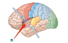 <p>processes sensory information, emotional states and self awareness</p>