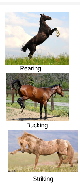 <ul><li><p>biting</p></li><li><p>kicking</p></li><li><p>rearing</p></li><li><p>striking with forelimb</p></li><li><p>bucking more common under saddle</p></li><li><p>rearing- standing upright on hindlimb</p></li></ul><p></p>