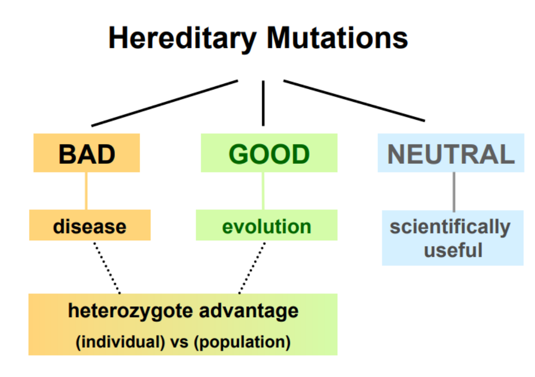 <ul><li><p>We are different in large part because the sequence of our DNA is different </p><ul><li><p>On average <1 difference in every 1,000 bp</p></li><li><p>This is still ~ 1 x 10<sup>6</sup> differences between individuals</p></li></ul></li><li><p>The majority of these differences occur in the non-coding regions of our DNA</p></li><li><p>However, even amongst our 25,000 or so genes, at least one third are polymorphic within the healthy population </p></li><li><p>Each different form of a gene is called an allele and has arisen as a result of mutation</p></li></ul><p></p>